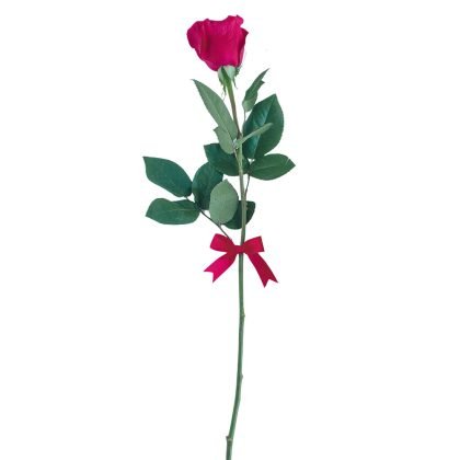 Single rose